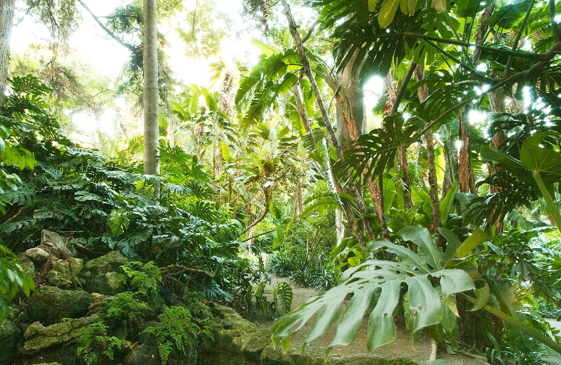 jardín-botánico-la-concepción_90_3