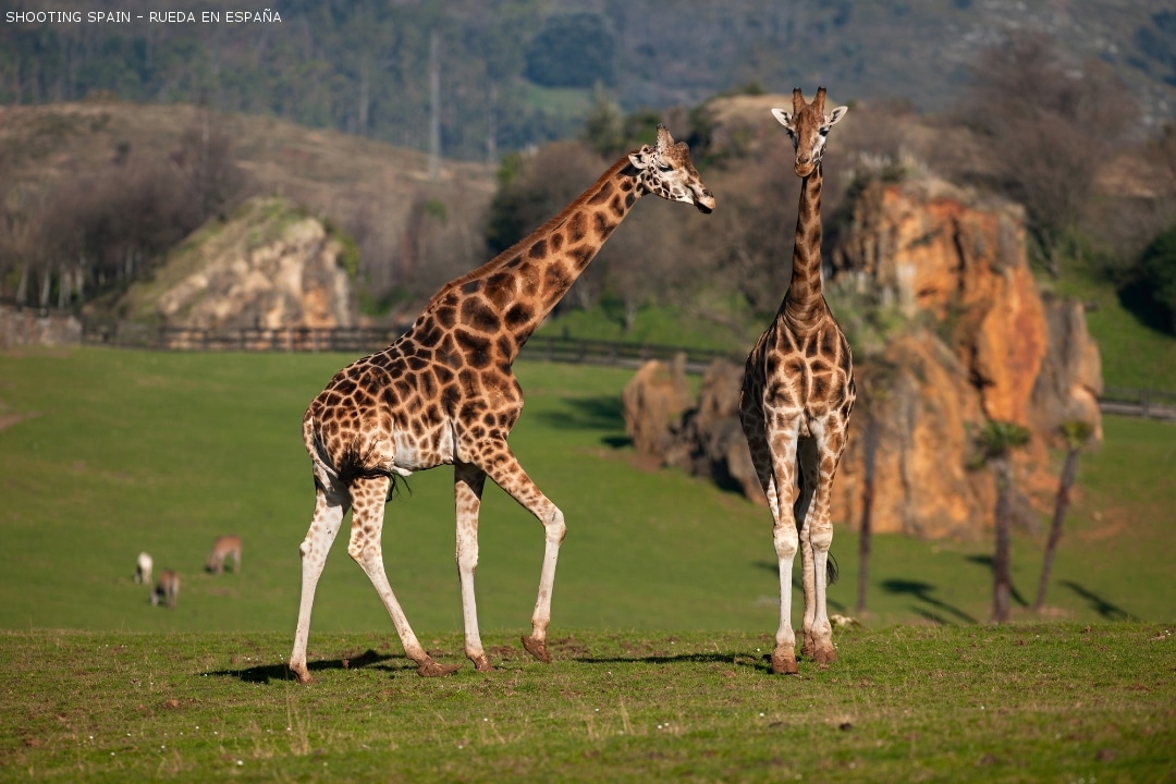 parque-de-la-naturaleza-de-cabarceno_129_5