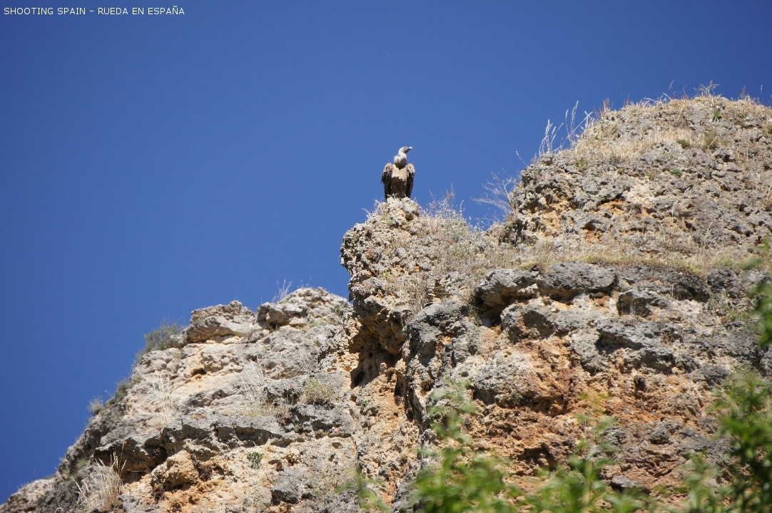 parque-natural-de-las-hoces-del-río-duratón_13_5
