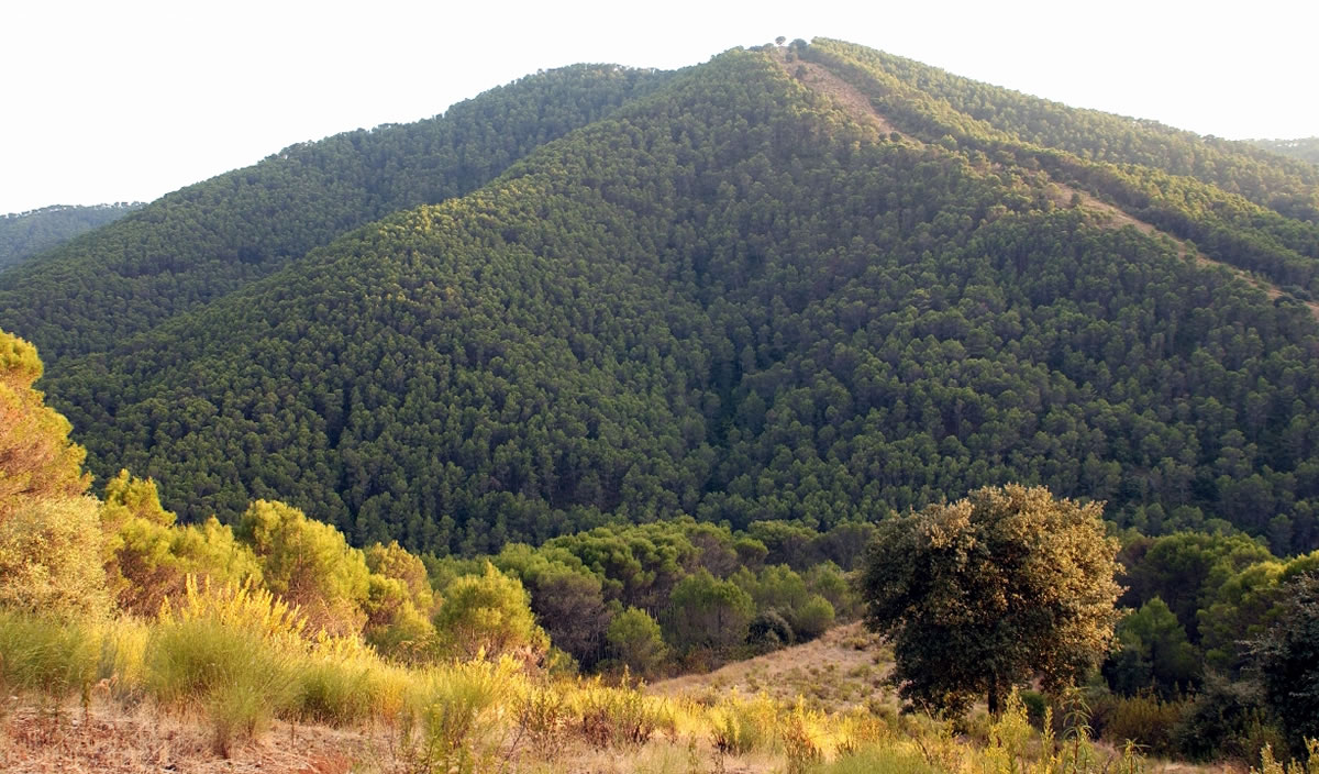parque-natural-montes-de-málaga_107_14