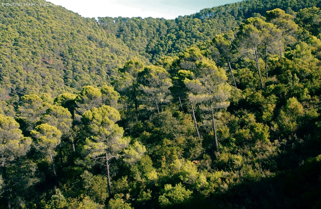 parque-natural-montes-de-málaga_107_16