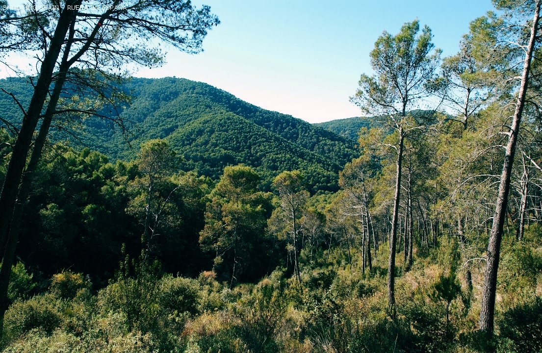 parque-natural-montes-de-málaga_107_17